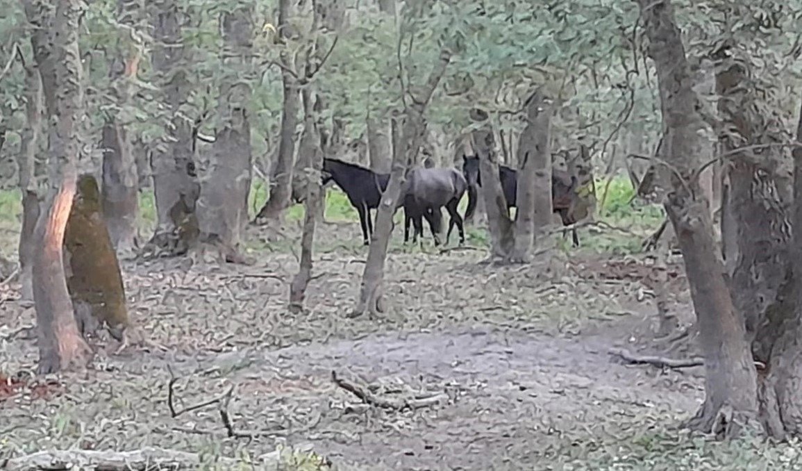 Salvarea inutilor: intervenție de urgență pentru salvarea cailor sălbăticiți din Delta Dunării O situație neașteptată și dificilă a mobilizat de urgență echipe de specialiști în dunăreană