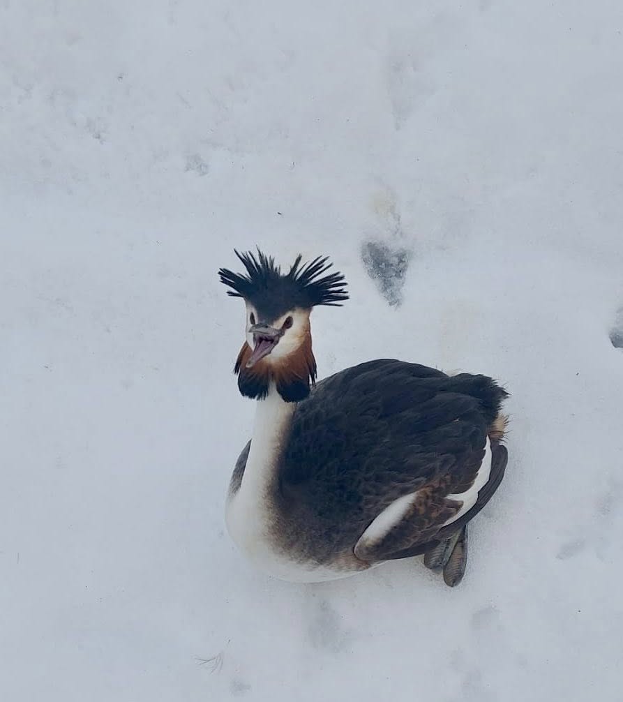 Un exemplar impresionant de corcodel mare, specia protejată cunoscută pentru eleganța sa și habitatul sălbatic, a fost salvat în mod neașteptat în inima Bucureștiului