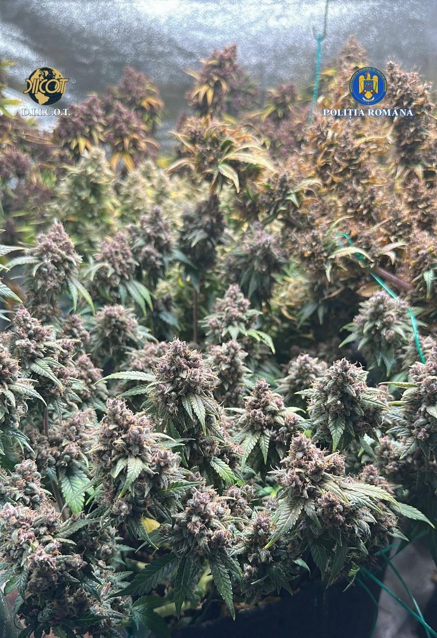 Guvernul pregătește o modificare radicală a legislației privind substanțele stupefiante, în încercarea de a adapta reglementările la realitățile contemporane și nevoile societății