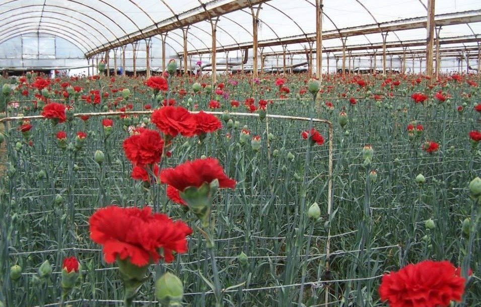 Turcia a exportat 75 milioane fire de flori de Ziua Îndrăgostiților; garoafele roșii, preferate, România, printre destinatari