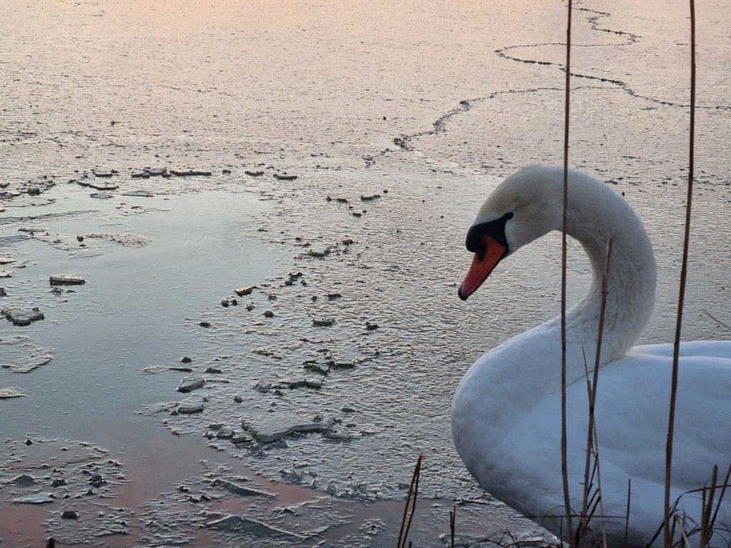 Zeci de lebede hrănite pe râul Prut: o tradiție de ajutor în perioadele geroase Iarna aspră de anul acesta a adus, pe malurile râului Prut, un spectacol de solidaritate și grijă pentru viețuitoarele din jur