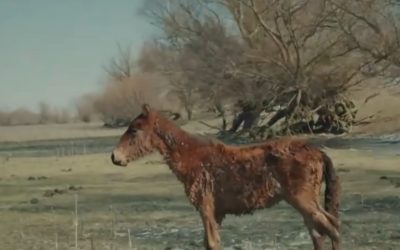 manz.jpg - PresaObiectiva