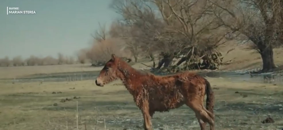 manz.jpg - PresaObiectiva