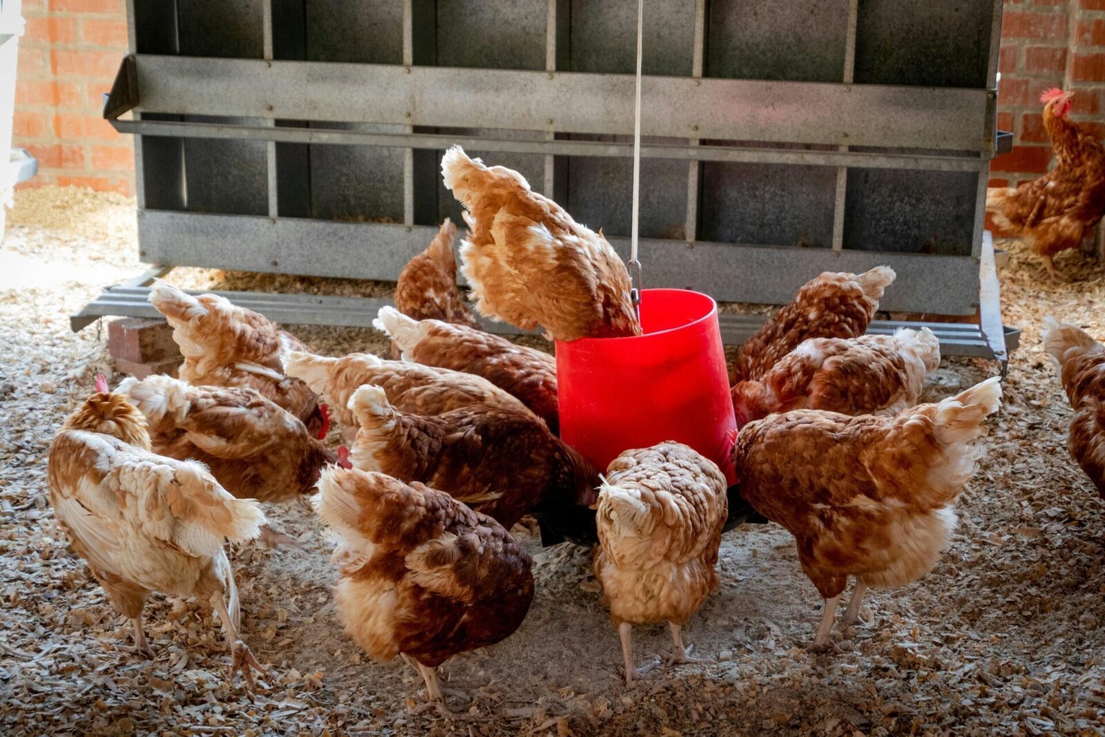 Gripa aviară cu virusul A H5N1 a făcut recent ravagii în gospodăriile din Ilfov, după ce a fost confirmată la lebedele de pe râul Dâmbovița, în zona comunei Glina