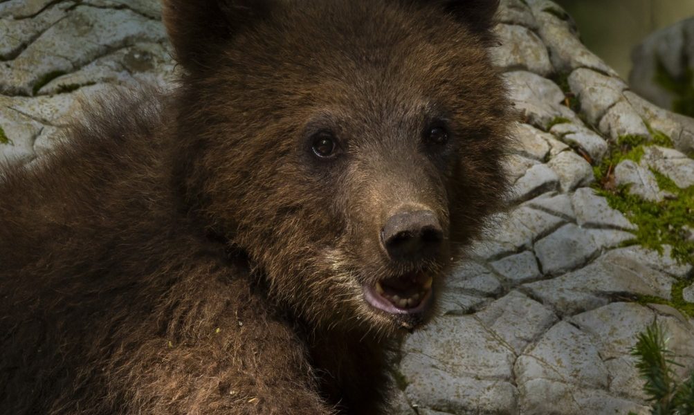 profimedia-0895160968.jpg - PresaObiectiva