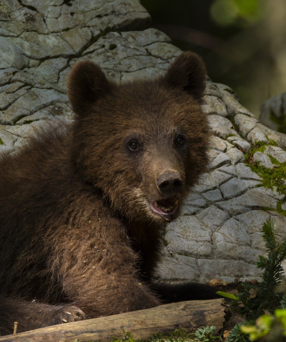 Primăvara se lasă așteptată, iar animalele din Grădina Zoologică din Târgu Mureș confirmă această stare de curtoazie a naturii Deși calendarul oficial anunță sosirea primăverii, urșii de la Grădina Zoologică din Târgu Mureș par să nu fie pe aceeași lungime de undă