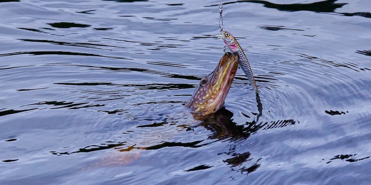 stiuca-.jpeg - PresaObiectiva