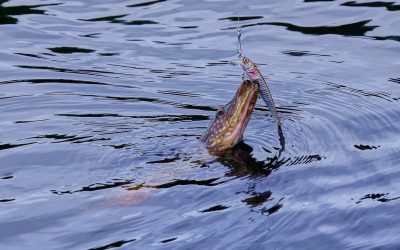 stiuca-.jpeg - PresaObiectiva