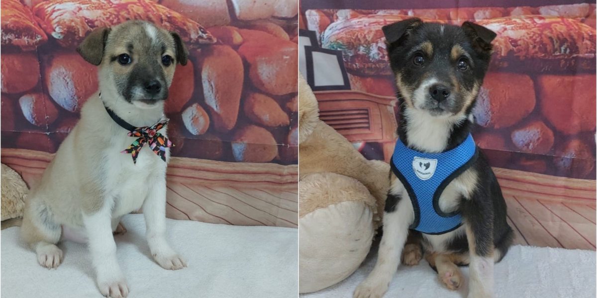 targ-adoptii-ASPA.jpg - PresaObiectiva