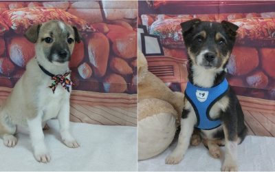 targ-adoptii-ASPA.jpg - PresaObiectiva