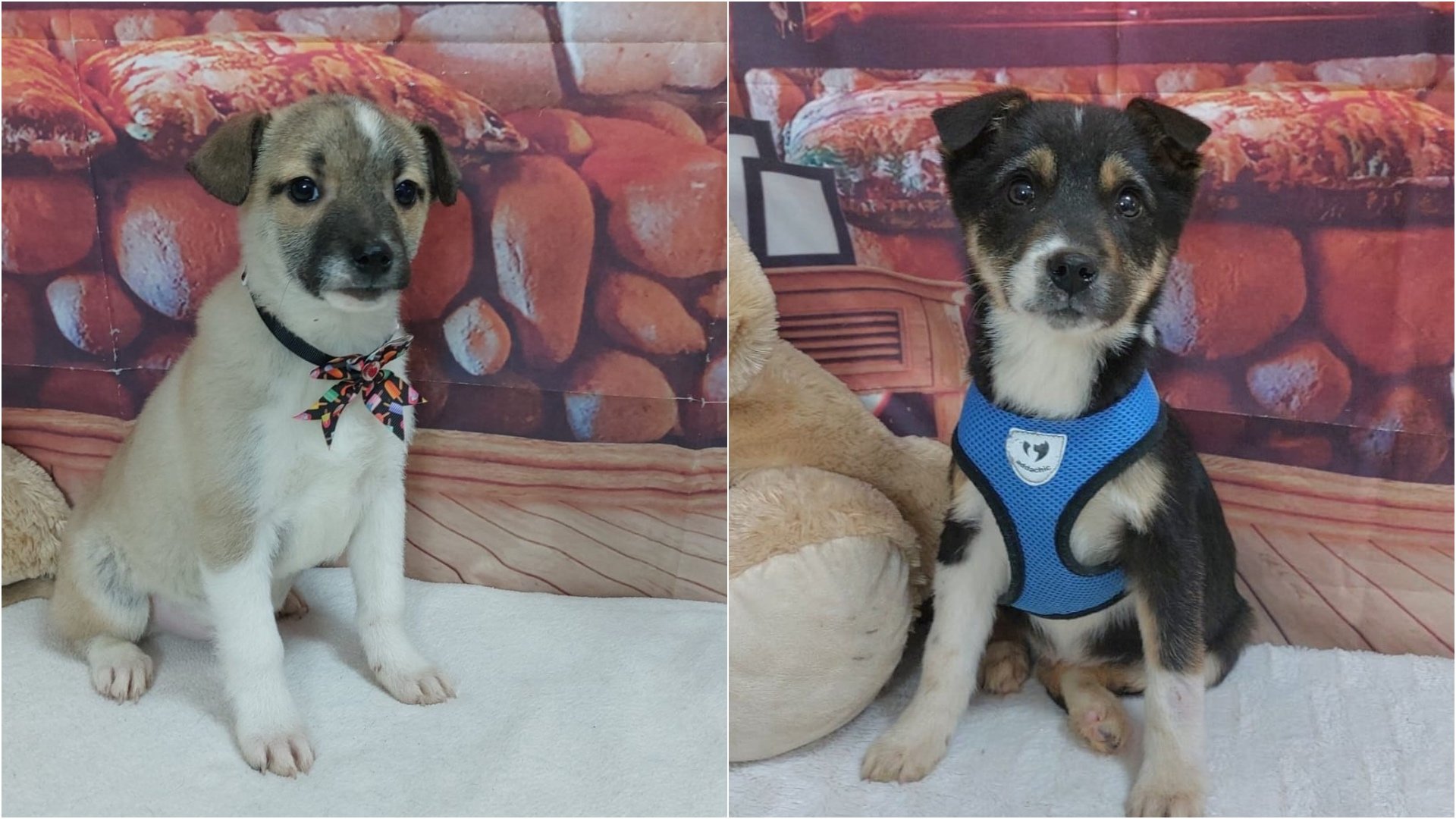 Bucureștenii interesați de adoptarea unui companion patruped pot începe anul cu o oportunitate specială: primul târg de adopții organizat de Autoritatea pentru Supravegherea și Protecția Animalelor București (ASPA) în 2026 se va desfășura în acest weekend, la Veranda Mall