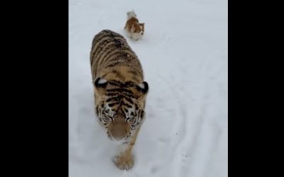 tigru-siberian.jpg - PresaObiectiva