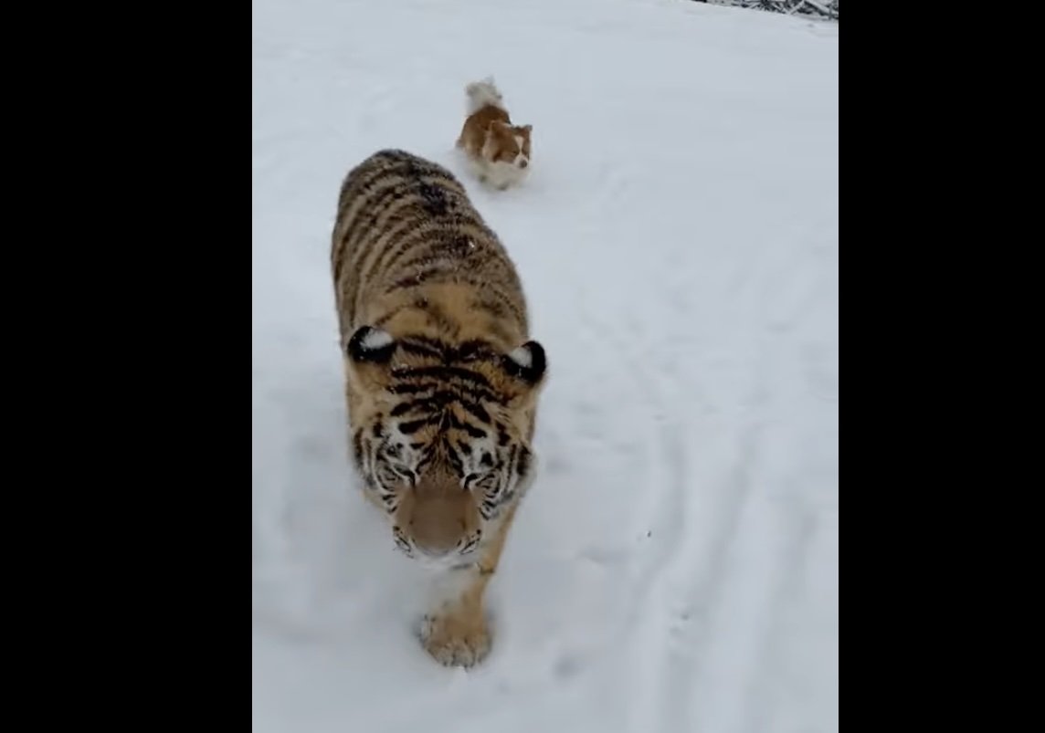 Imagini virale pe TikTok arată un tigru siberian, libertate în curtea unui gospodar din județul Dâmbovița, nu într-o grădină zoologică autorizată