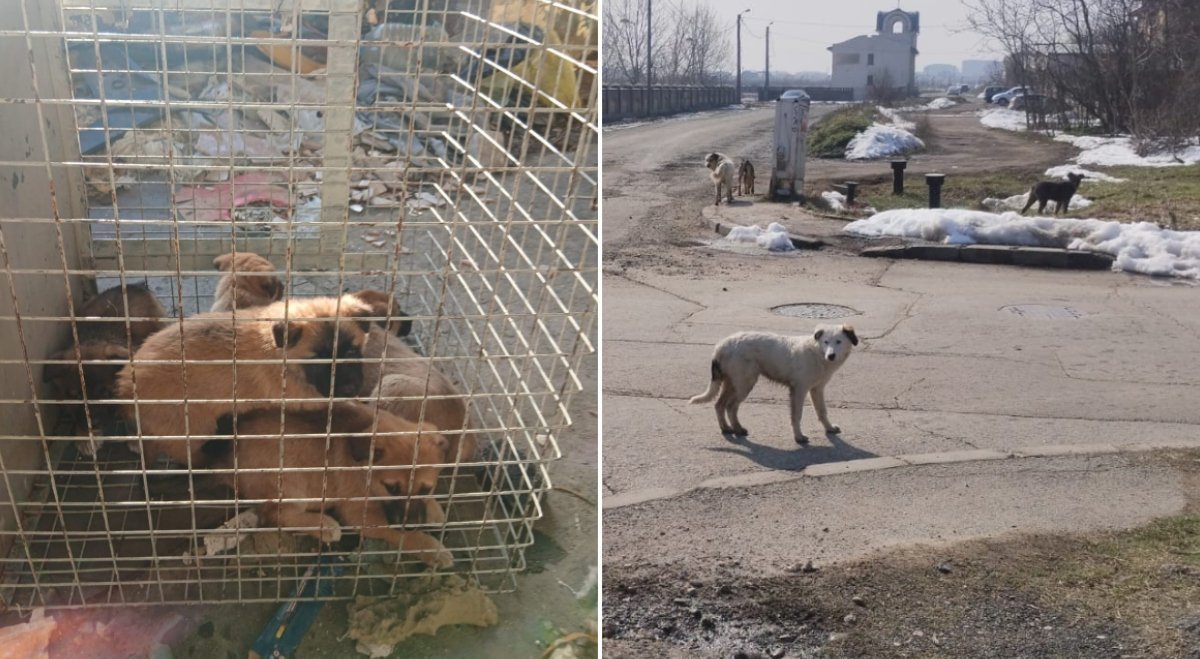 Eforturi continue ale ASPA pentru capturarea câinilor de pe străzile Bucureștiului Autoritatea pentru Supravegherea și Protecția Animalelor (ASPA) București a anunțat recent o operațiune amplă de preluare a animalelor fără stăpân