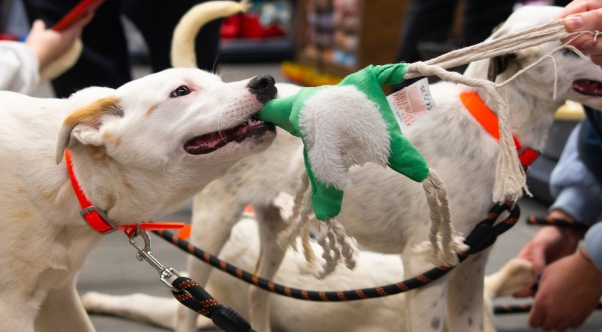 Bucureștiul va găzdui, pe 2 aprilie, un eveniment special dedicat adopției de animale fără stăpân, menit să încurajeze implicarea comunității și să promoveze responsabilitatea în îngrijirea câinilor de rasă comună