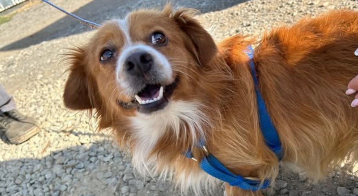 Campaniile de sterilizare gratuită a câinilor de rasă comună, atât în București, cât și în mai multe localități din Ilfov, reprezintă o inițiativă crucială pentru reducerea abandonului și controlul populației canine