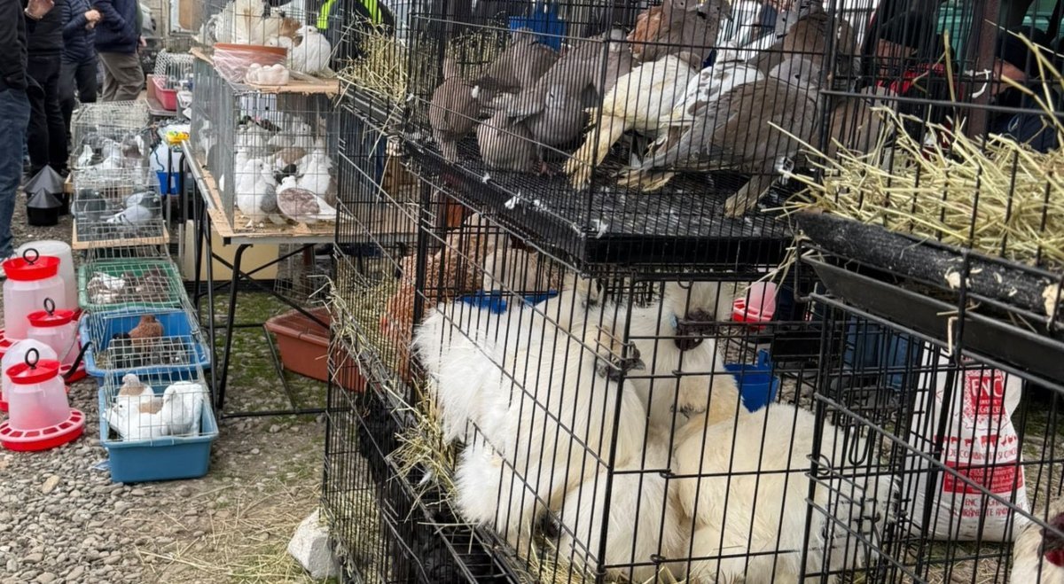 Descoperiri importante în urma unui control intens la târgul din Voluntari, unde autoritățile au identificat multiple nereguli legate de comerțul cu animale și produse alimentare, relevând o problemă acută în gestionarea acestor evenimente comerciale
