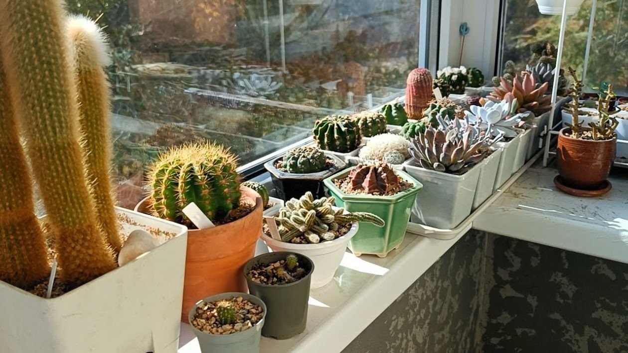 Pentru gospodinele și persoanele preocupate de metode naturale de a ține la distanță păianjenii, soluțiile bazate pe oțet devin tot mai populare, mai ales primăvara și vara, când aceste arahnide devin mai active