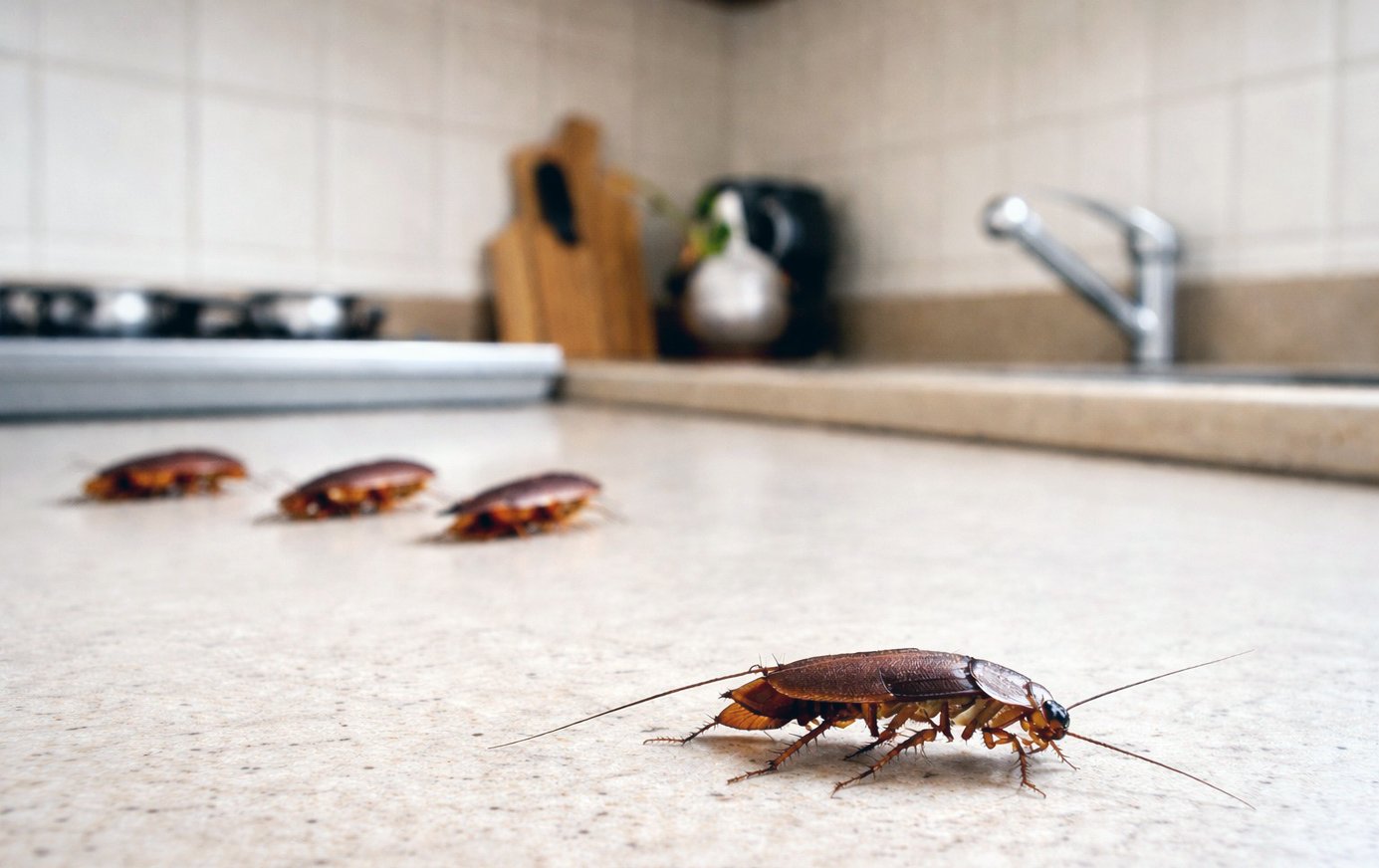 De ce cuptorul cu microunde atrage gândacii și ce poți face pentru a preveni infestarea Când vorbim despre gândaci în bucătărie, diabolicul locul unde aceștia par să se simtă cel mai confortabil este, surprinzător, în preajma cuptorului cu microunde