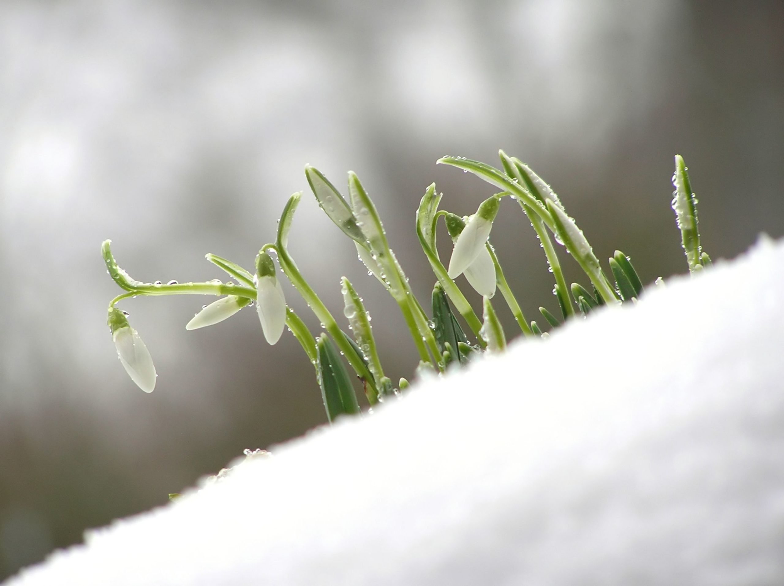 Primele zile de martie aduc în România un peisaj meteorologic extrem de fluctuant, marcând începutul primăverii cu recorduri de temperatură atât de scăzute, cât și de ridicate