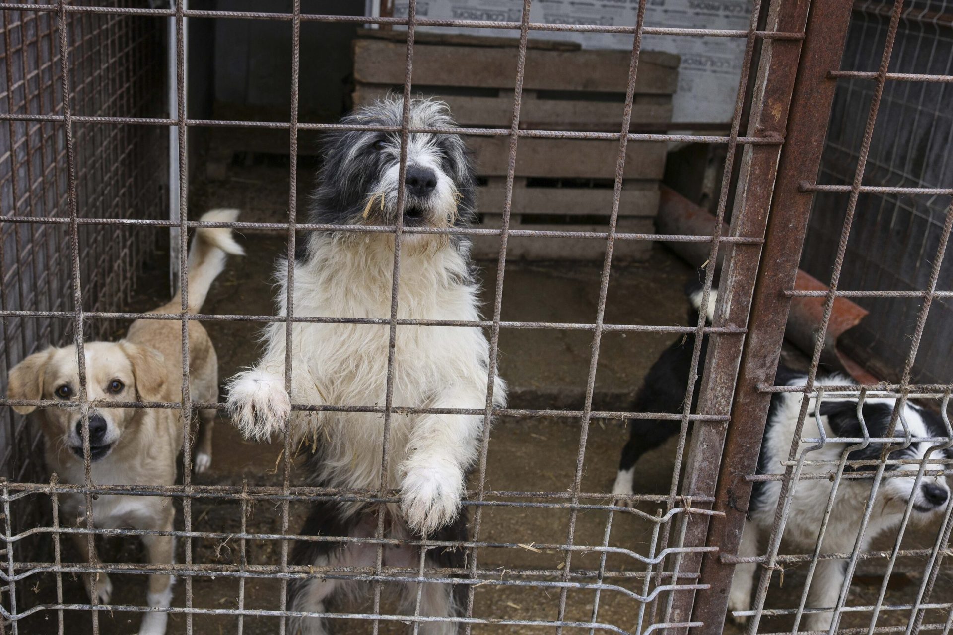 Alte primării din Ilfov au contracte cu „abatorul de câini” din Vrancea, primarii din Dobroești și Clinceni încă refuză transparența