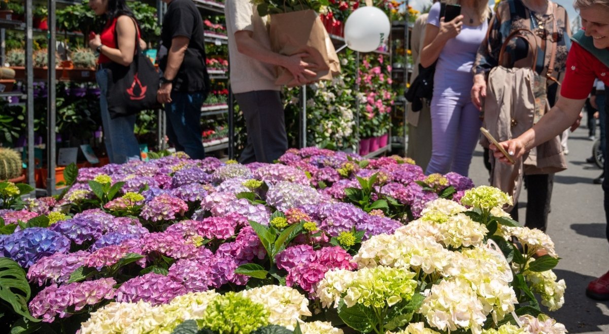 Cum se pot înscrie comercianții pentru West Side Flower Fest 2026