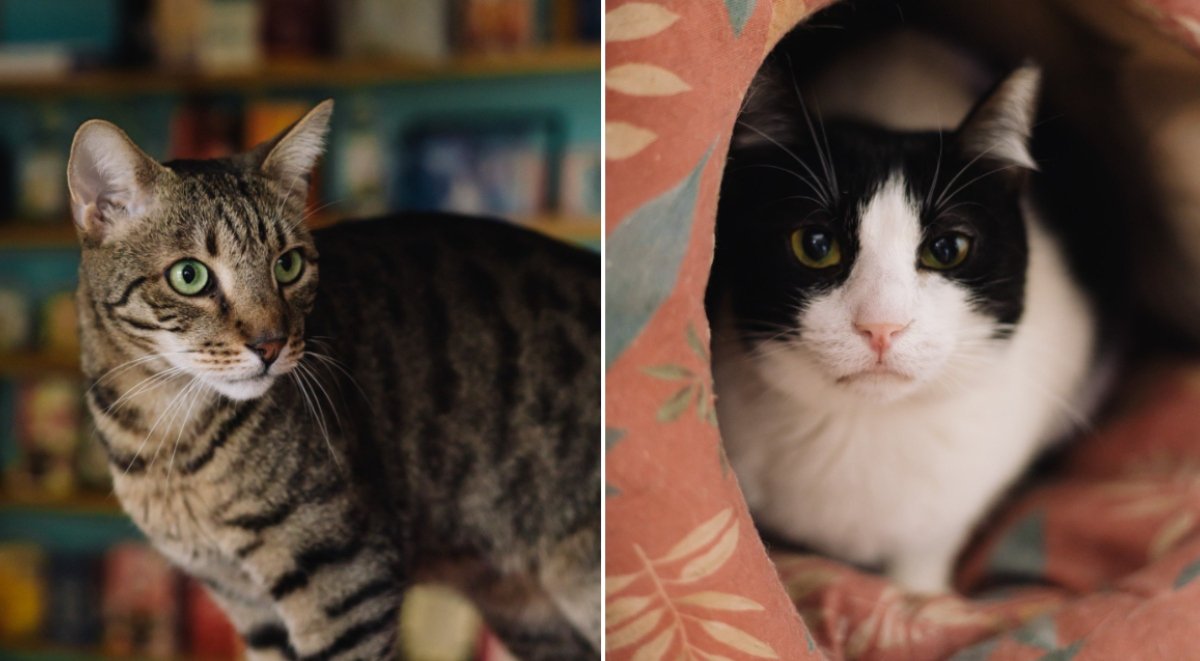 Miau Cafe se pregătește pentru o nouă etapă, după mai bine de zece ani de prezență pe strada Între Gârle, din Sectorul 4 al Capitalei