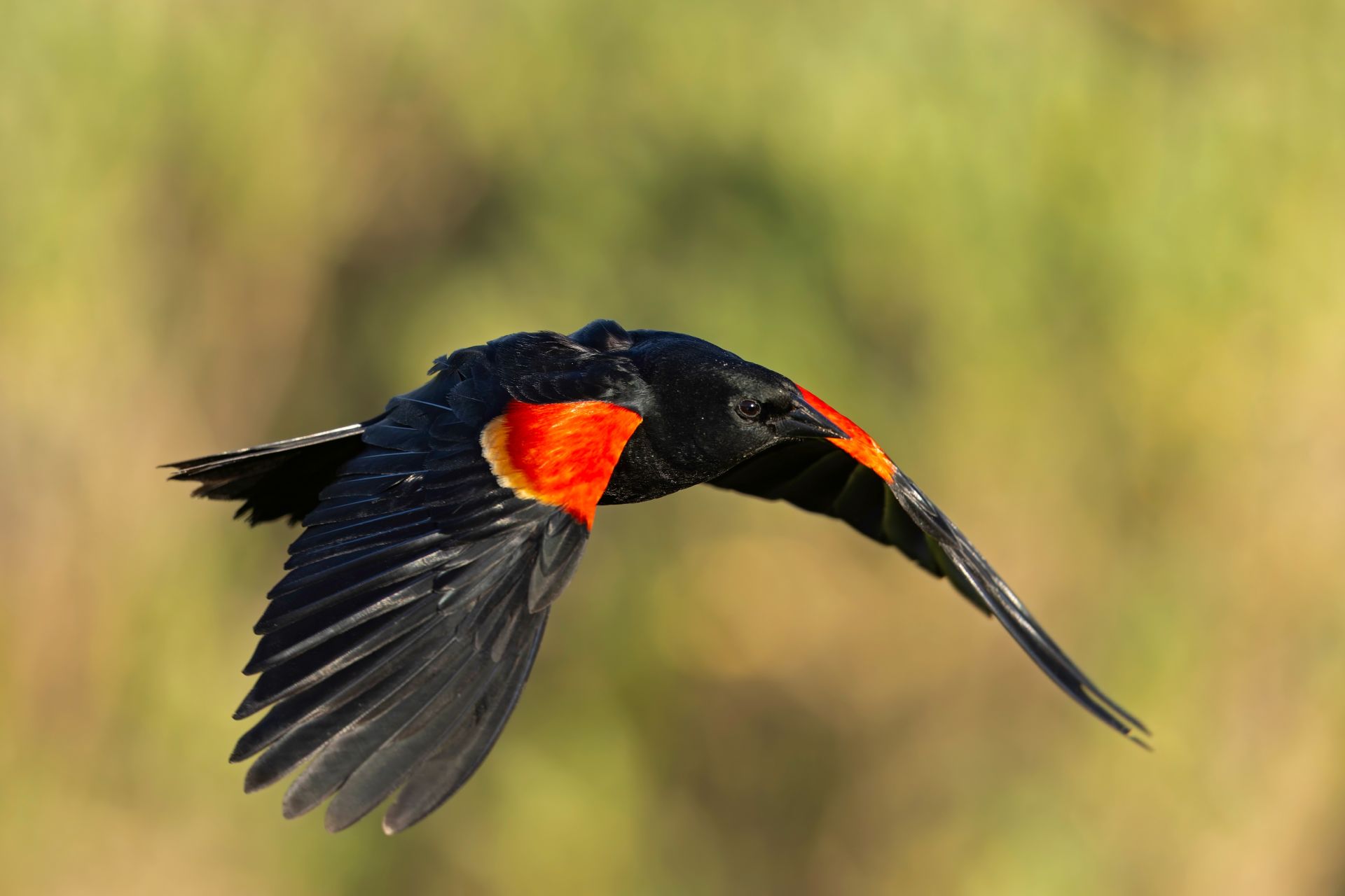 Dispariție rapidă a păsărilor în trei zone critice din țară