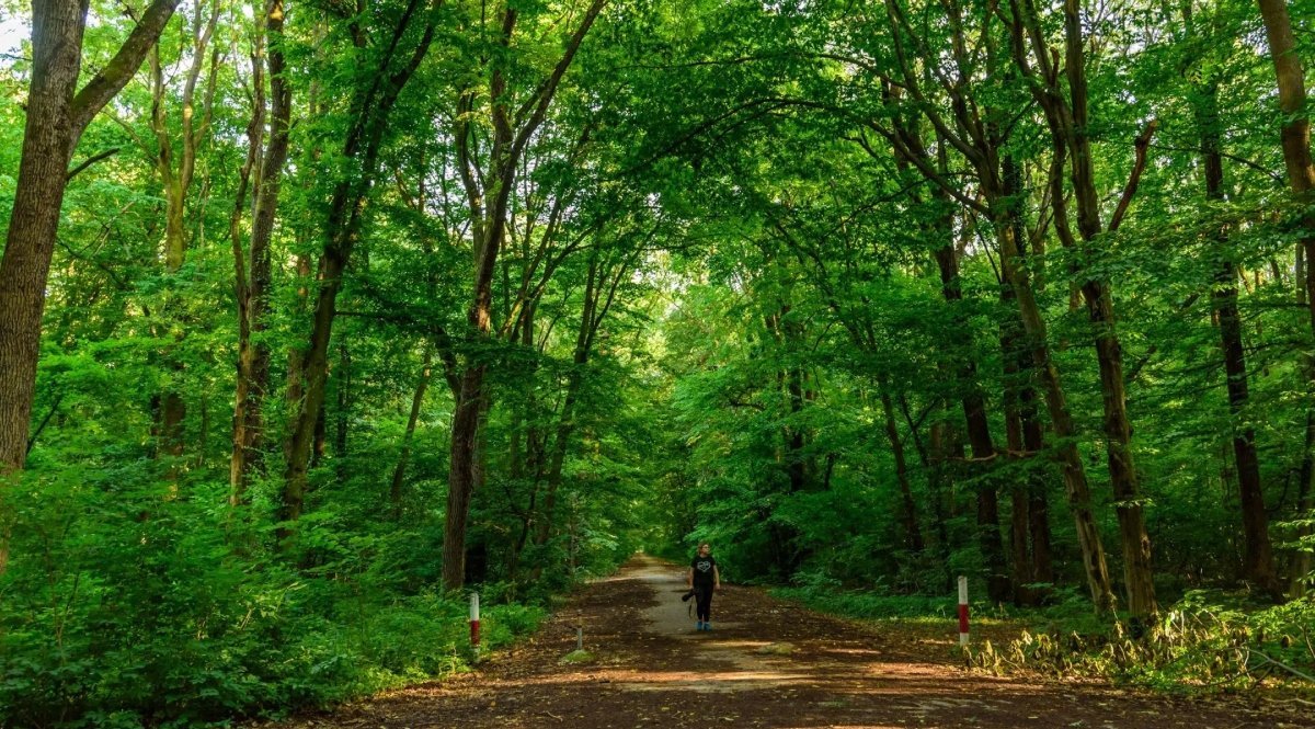 România riscă să piardă o șansă capitală pentru extinderea și conservarea spațiilor verzi, dacă nu valorifică în ultimul moment fondurile europene alocate pentru împădurire