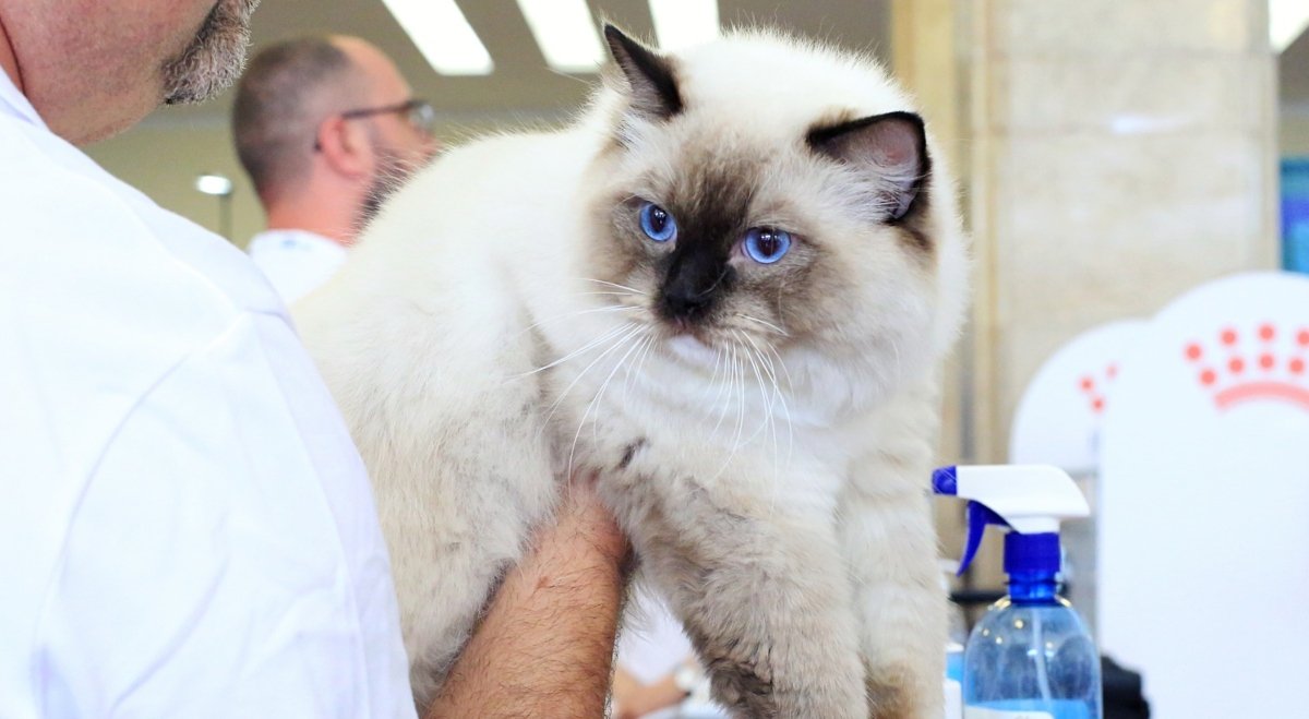 Festivalul felineilor revine la București: SofistiCAT aduce peste 250 de feline din întreaga lume Pentru iubitorii de animale și pasionații de feline, weekend-ul 21 – 22 martie promite să fie unul special