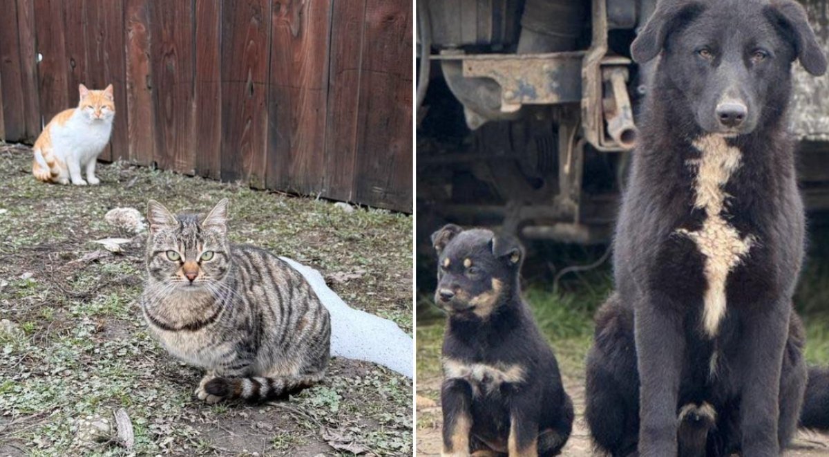 Ilfov și Bucureștiul lansează campanii de sterilizare gratuită a animalelor pentru a combate abandonul și înmulțirea necontrolată Într-un efort concertat de a reduce numărul câinilor și pisicilor fără stăpân, autoritățile din Ilfov și București au declanșat campanii de sterilizare gratuită, menite să limiteze fenomenul abandonului animalelor și să preveniască consecințele asupra comunităților locale