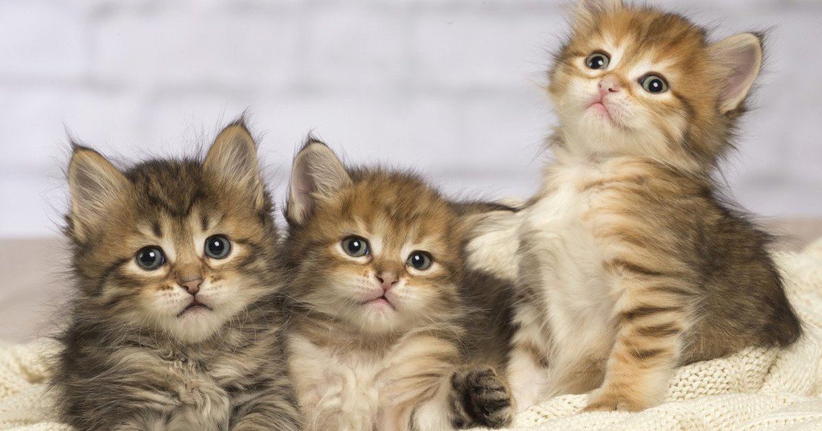 Pisicile, aliați neașteptați în lupta împotriva cancerului uman Într-un studiu revoluționar, cercetători internaționali au descoperit că aceste animale adorabile ar putea avea un rol esențial în combaterea unuia dintre cele maiختente și complexe tipuri de boală: cancerul