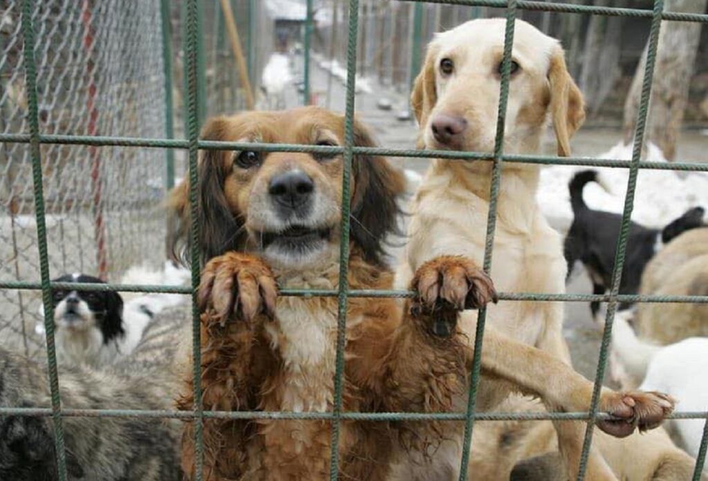 Poliția din Prahova desfășoară dimineața aceasta o acțiune de amploare împotriva unui posibil cercel de eutanasiere ilegală a câinilor, într-un caz care a atras atenția autorităților și a opiniei publice de mai bine de două săptămâni