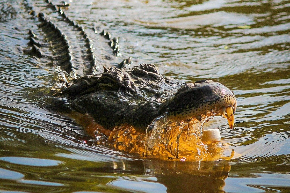 Avertizare de urgență în nordul Australiei: crocodilii revin pe brațe după inundațiile masive În urma ploilor torențiale care au transformat teritoriul de nord al Australiei într-un teren inundabil, autoritățile locale trag semnalul de alarmă privind riscul crescut de întâlnire cu crocodilii