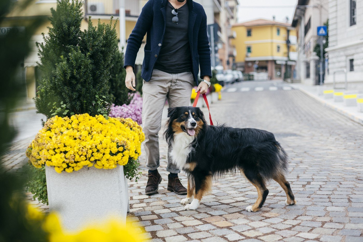 Plimbările cu câinii în spațiile publice sunt, dincolo de o simplă activitate de relaxare, o responsabilitate pe care toți proprietarii trebuie să o respecte pentru a asigura siguranța comunității și a mediului înconjurător