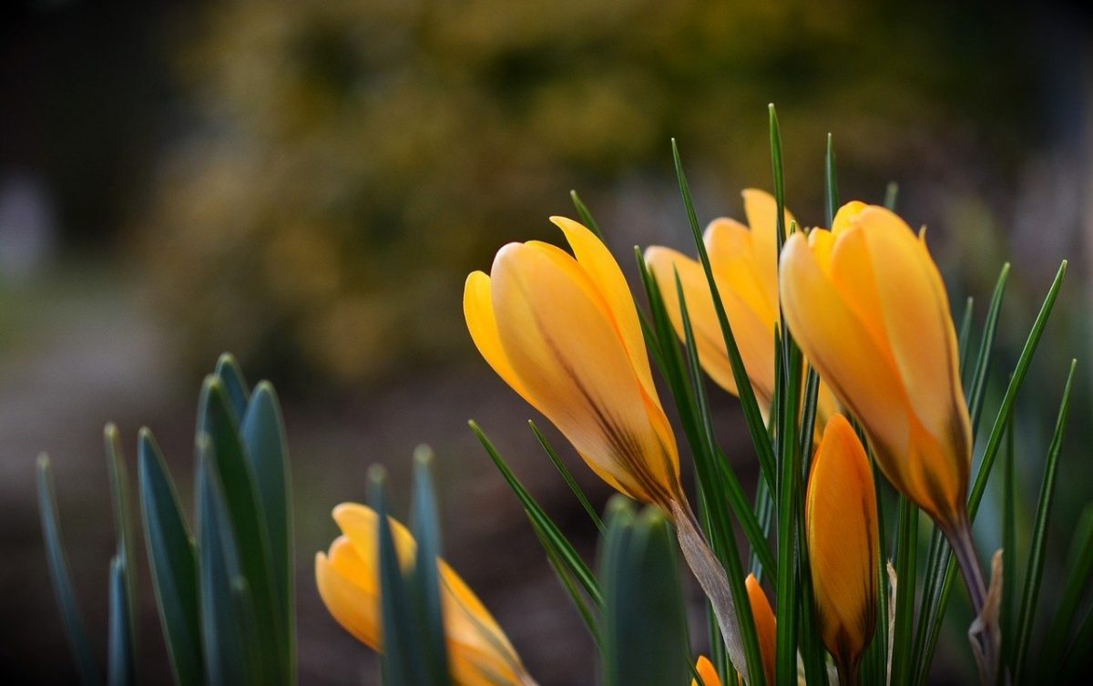 Vremea anunțată pentru următoarele patru săptămâni în România aduce o surpriză plăcută pentru mulți dintre locuitori: va fi mai caldă decât în mod obișnuit pentru această perioadă, o veste bună în contextul în care iarna pare să fi început să-și piardă treptat din intensitate