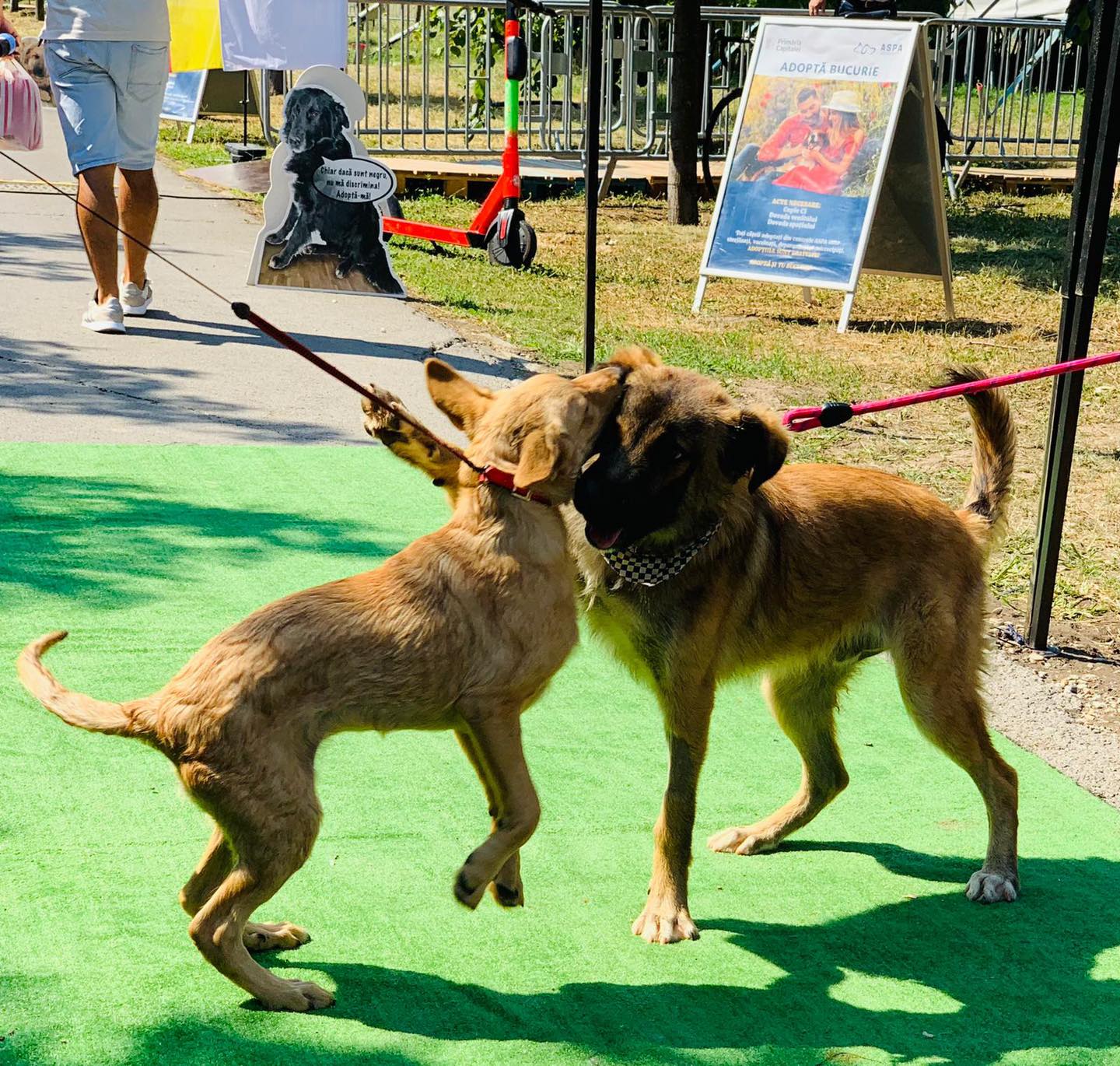 Târg de adopții ASPA pe 28 martie la petshop în Sectorul 3