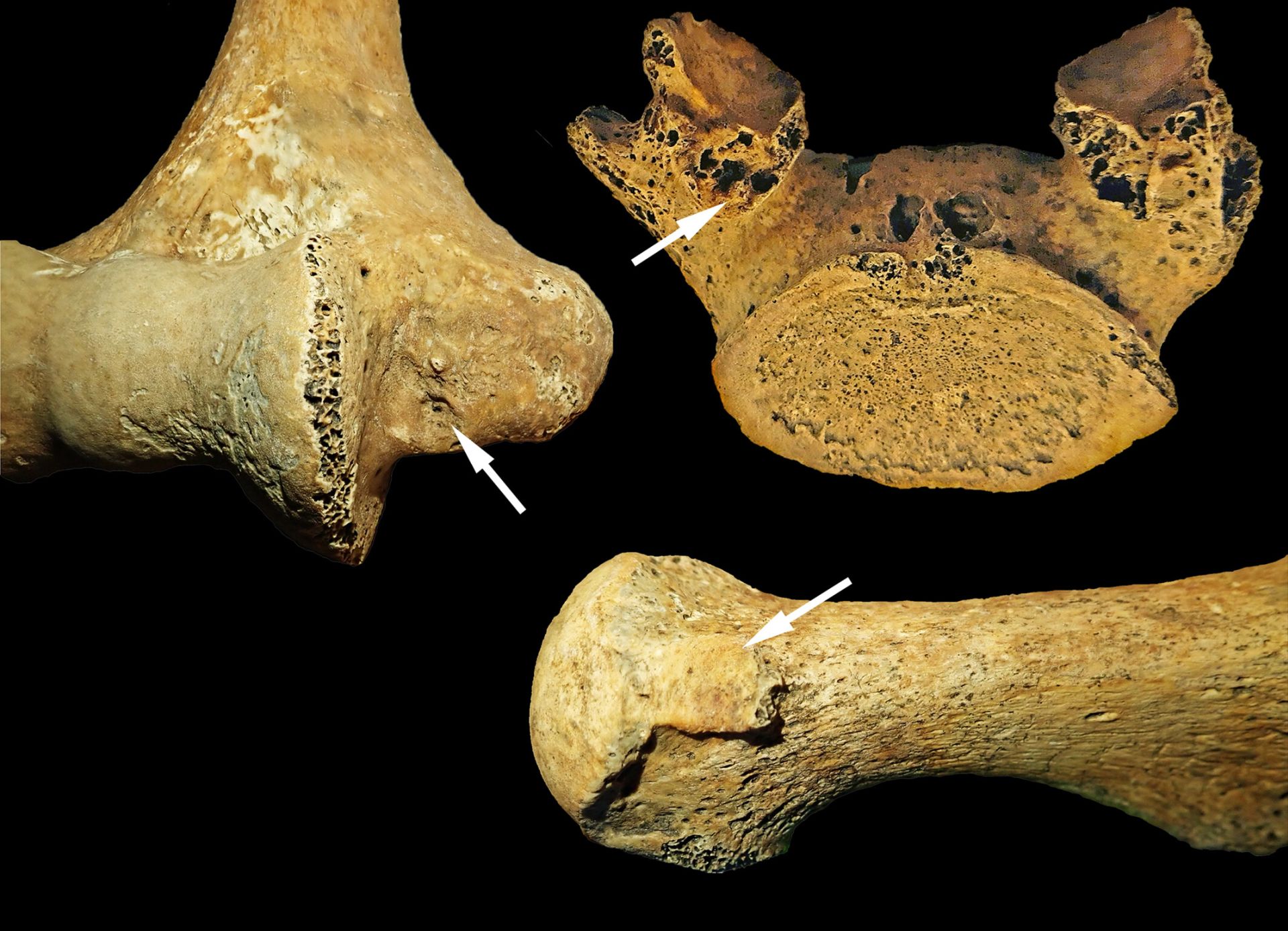 Descoperire arheologică revoluționară: o femeie din Epoca de Piatră, îngropată cu obiecte asociate bărbaților, deschide noi perspective asupra rolurilor sociale și de gen în societățile neolitelice din Europa Centrală