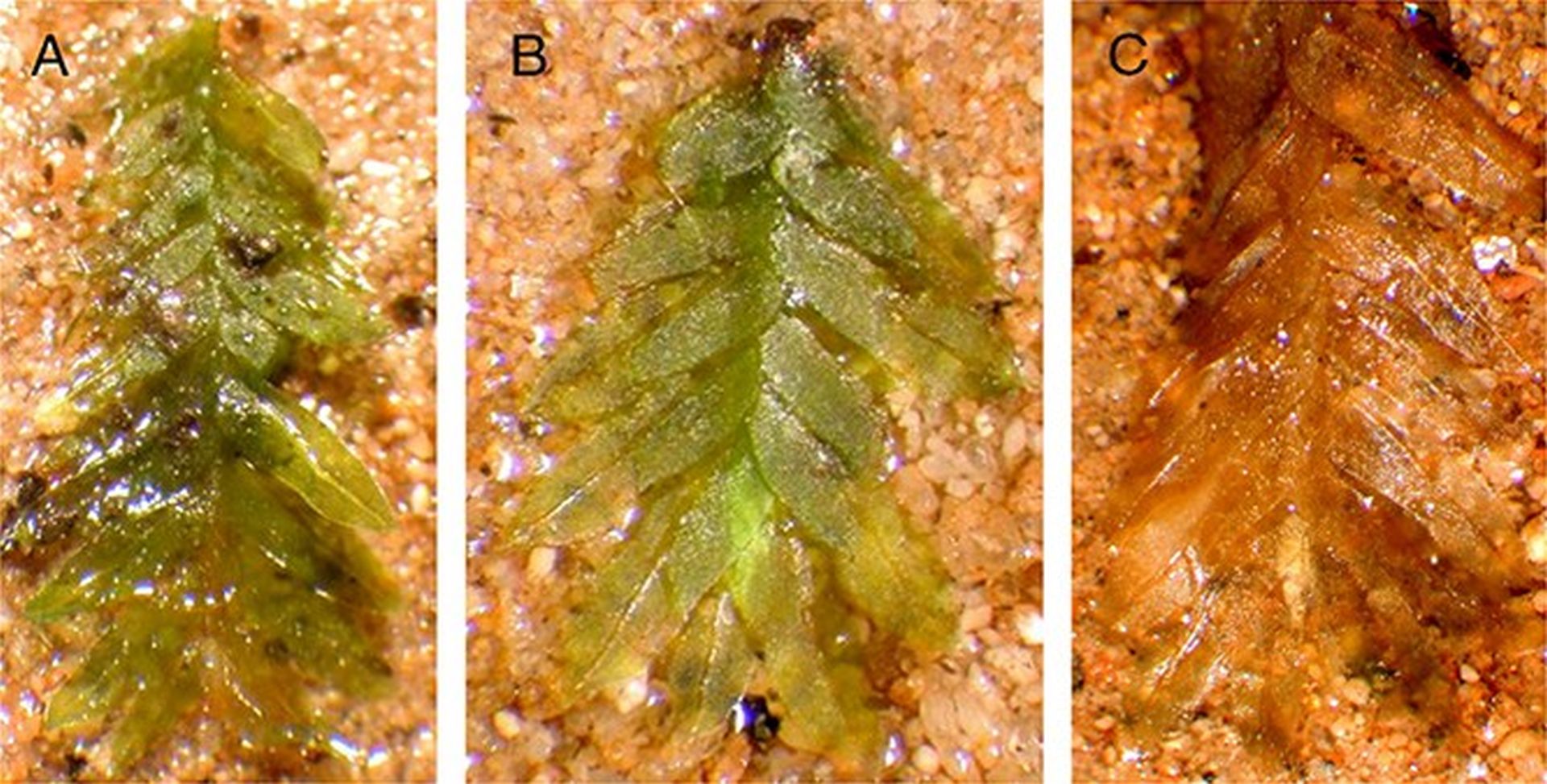 Mușchiul, element cheie în elucidarea unui caz de profanare a mormintelor din Illinois Un studiu recent a adus în prim-plan modul inedit în care mici detalii botanitice pot juca un rol crucial în rezolvarea unor cazuri complicate de criminalistică