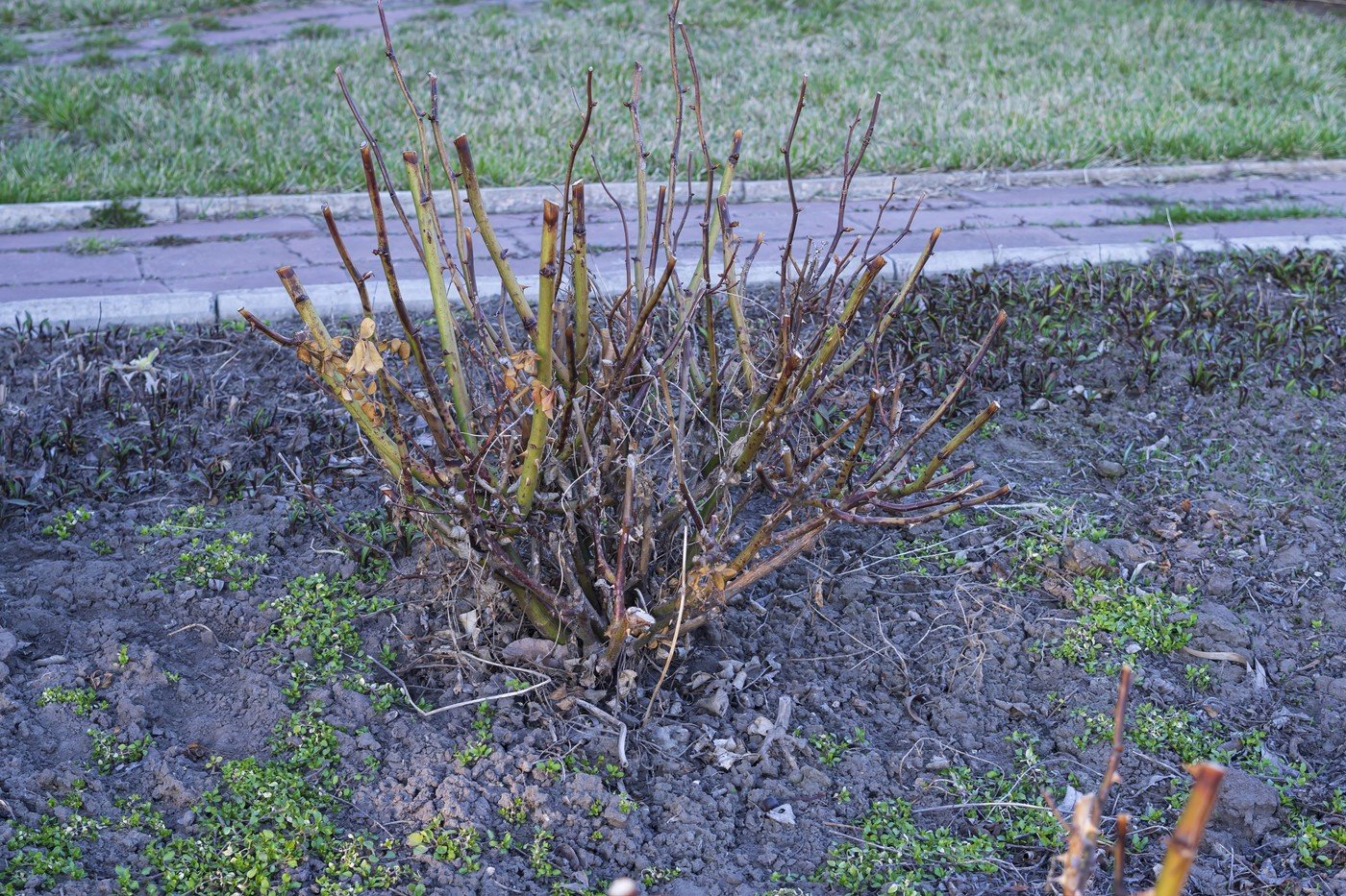 Primul pas pentru o grădină plină de trandafiri sănătoși și viguroși începe cu un proces de tunsoare bine gândit, esențial pentru dezvoltarea și frumusețea plantelor