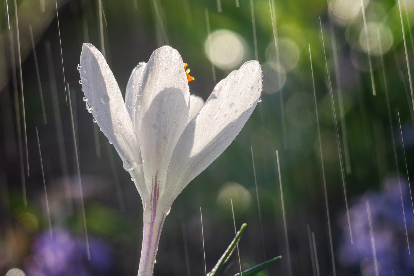 Vremea de primăvară o ia înaintea calendarului în Crișana, oferind locuitorilor un început de sezon cald și ploios, cu temperaturi peste media perioadei