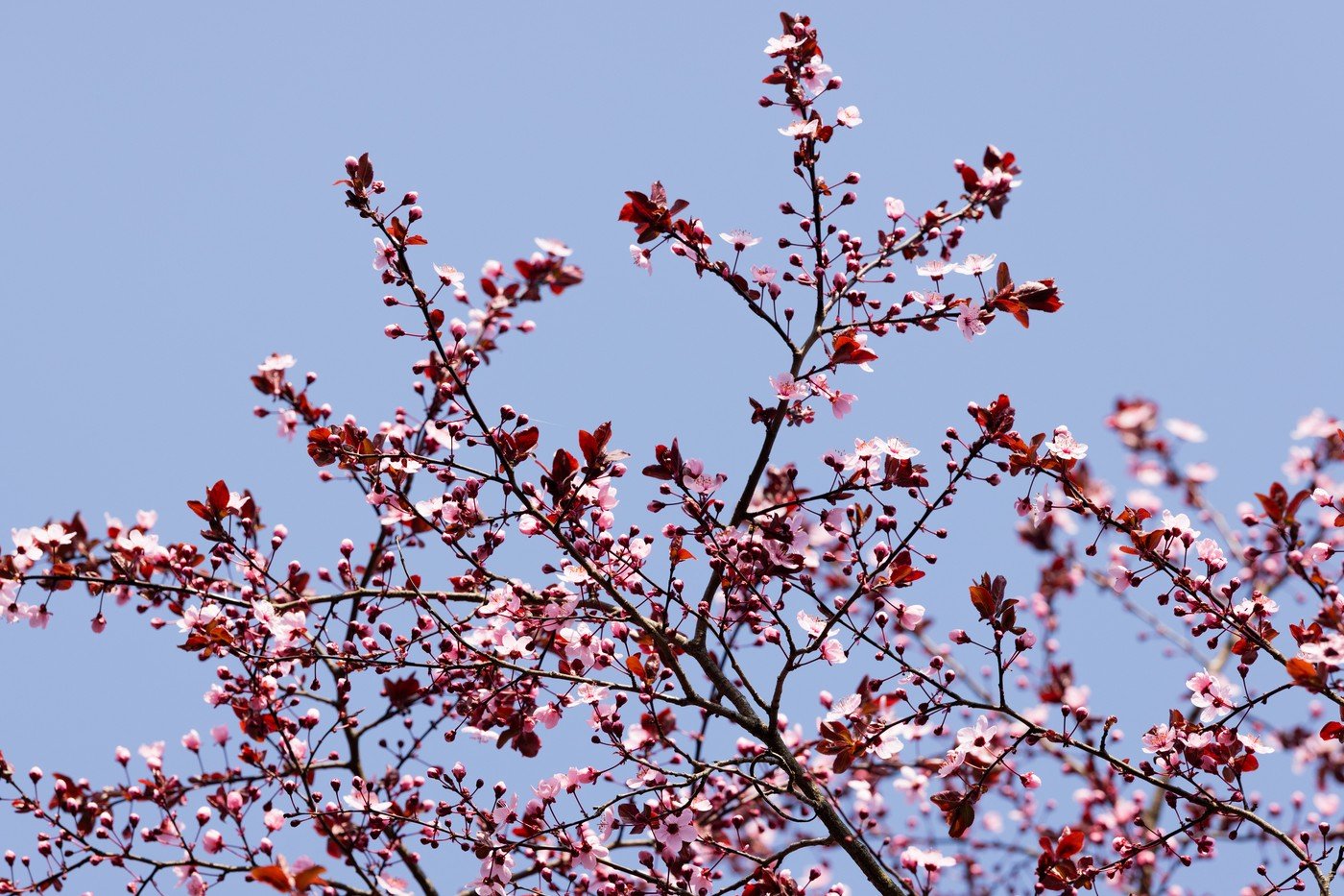 Primăvara pare să înceapă cu un fir ferm al vremii, anunțând temperaturi ușor peste normal în regiunile intracarpatice, în timp ce restul țării va rămâne aproape de valorile medii multianuale