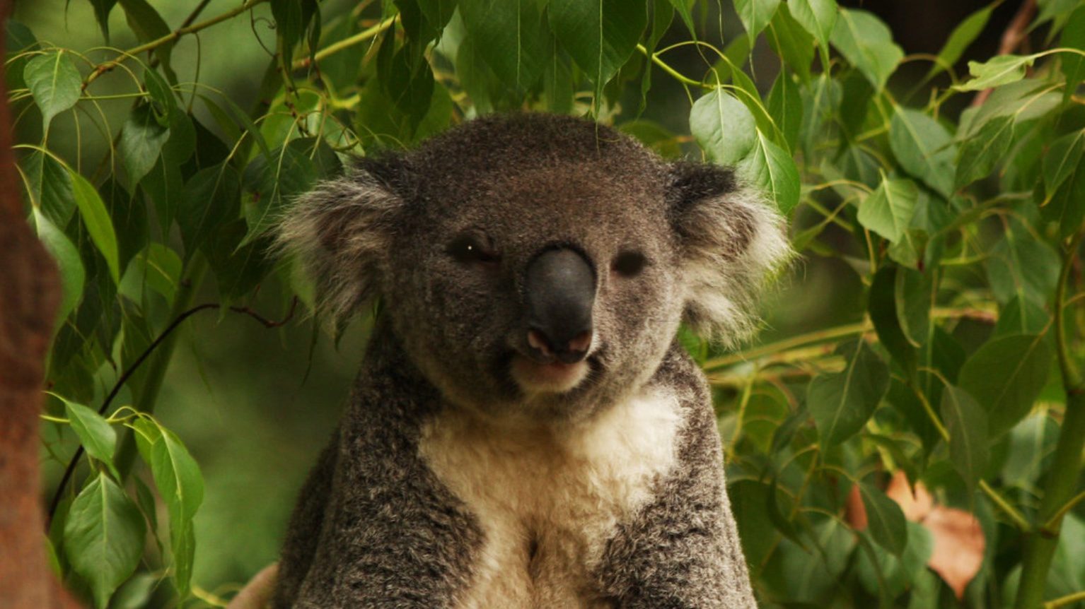 Koala din Australia a resimțit un respiro neașteptat în lupta sa pentru supraviețuire, după decenii de vânătoare masivă, colaps și prăbușire demografică