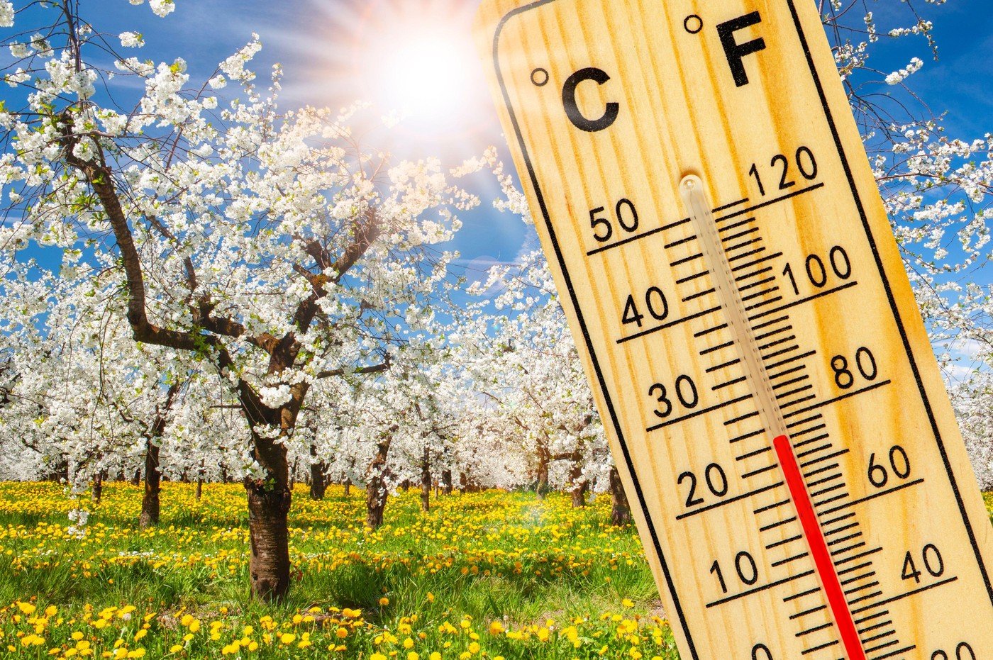 Primăvara își face simțită prezența în tara noastră, iar meteorologii anunță pentru următoarele săptămâni o tendință clară de încălzire ușoară, cu temperaturi care vor depăși, în anumite zone, valorile medii pentru luna martie