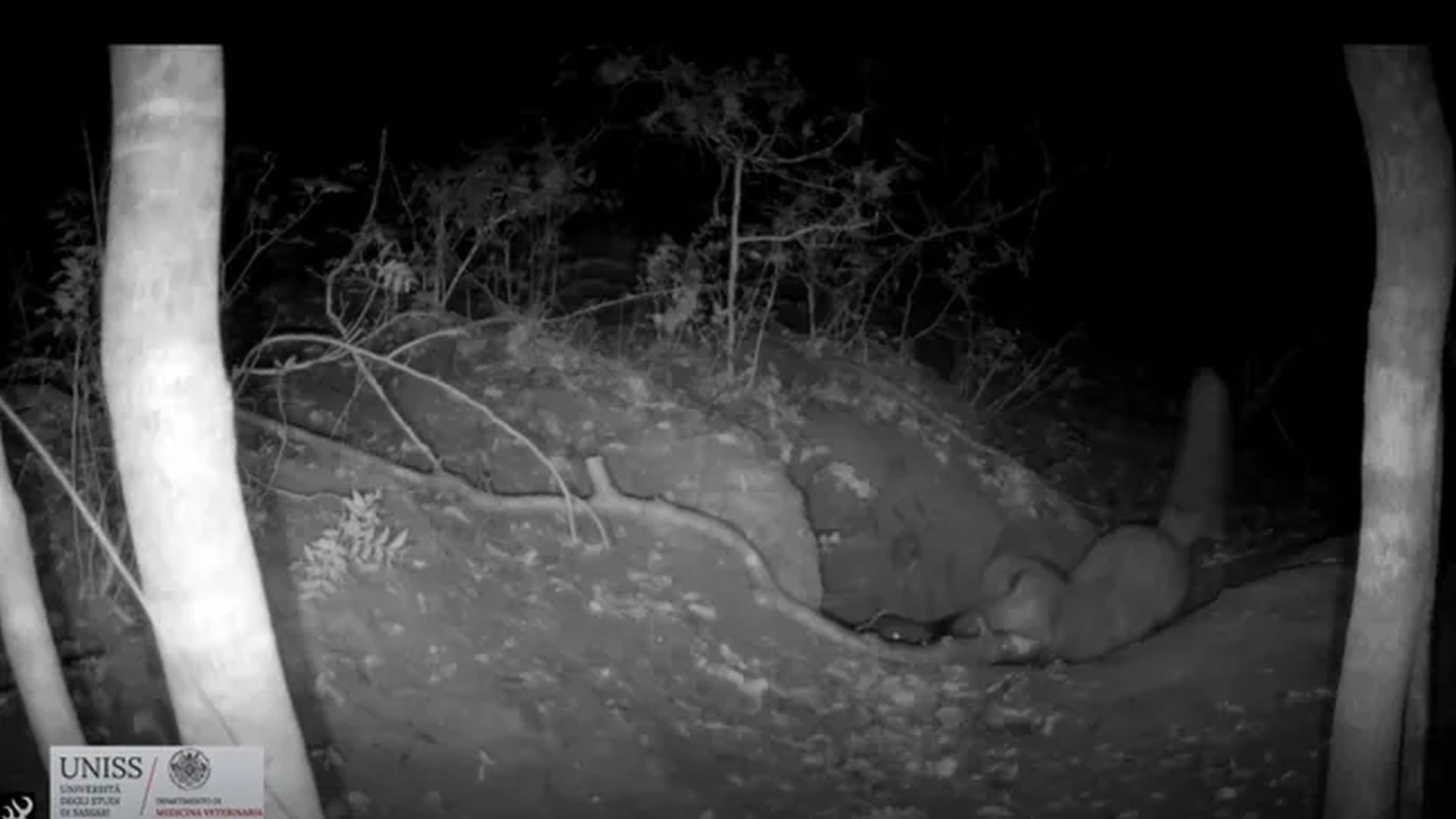 O filmare rară și tulburătoare a surprins pentru prima dată un moment extrem de vulnerabil din lumea animalelor sălbatice: o vulpe roșie vânează și, cel mai probabil, devorează un pui de lup