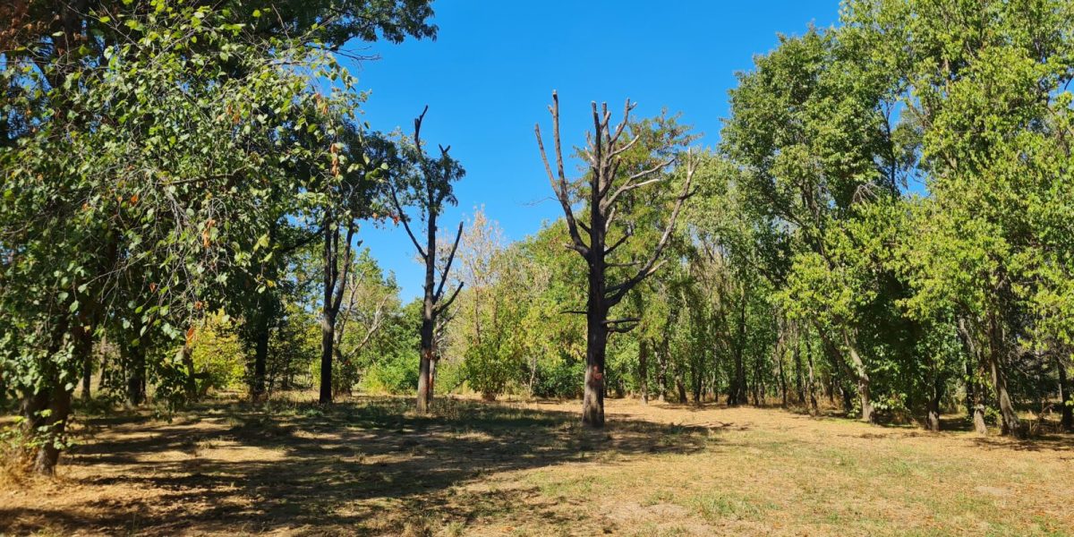 Arbori bătrâni din Parcul Tineretului, îngrijiți ca la carte