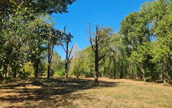 Arbori bătrâni din Parcul Tineretului, îngrijiți ca la carte