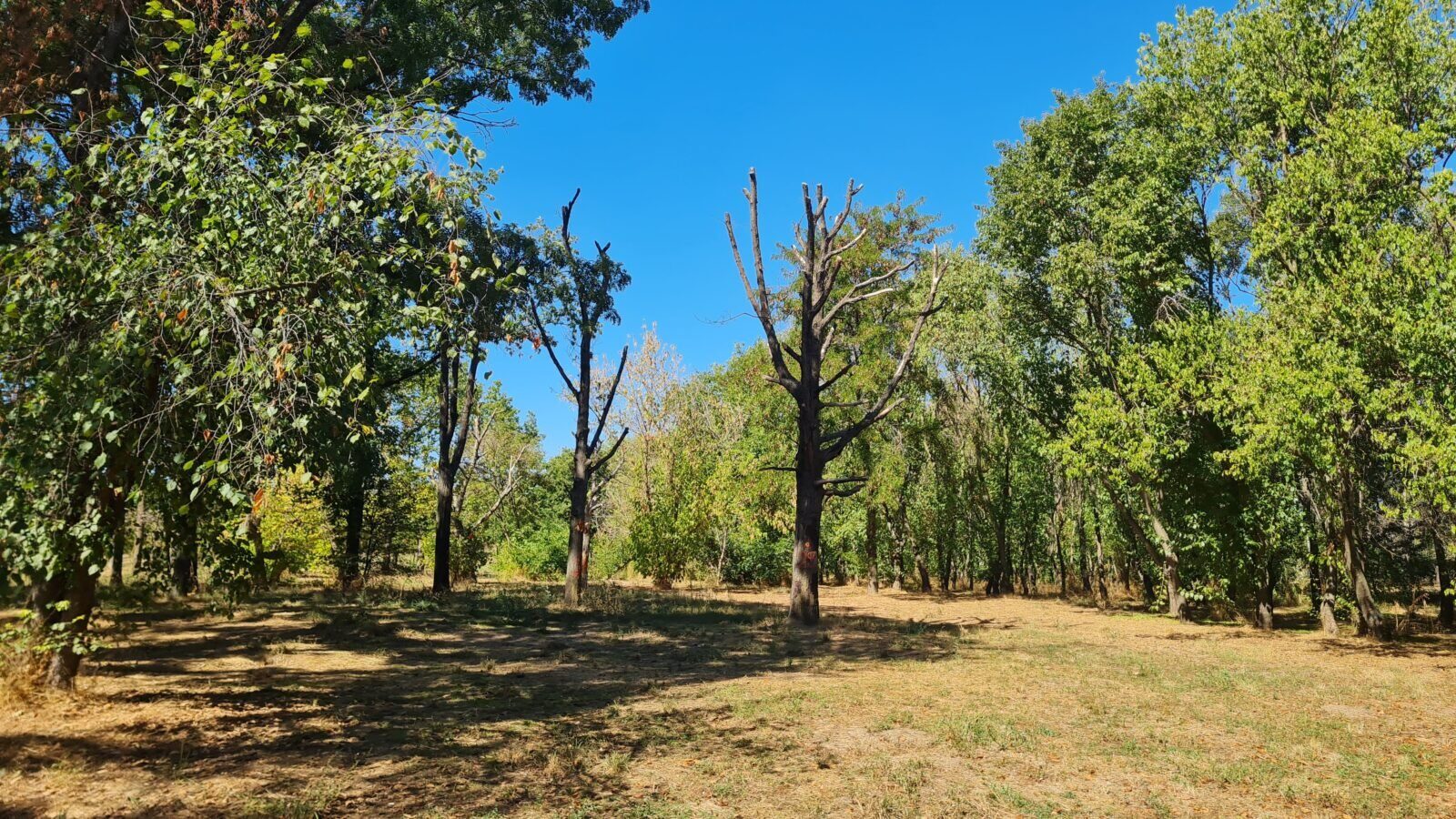 Arbori bătrâni din Parcul Tineretului, îngrijiți ca la carte