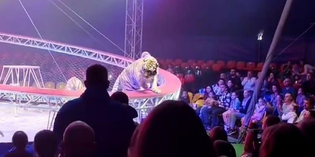 Tigru înfricoșător la circ în Rusia: Copiii au țipat, adulții au fugit
