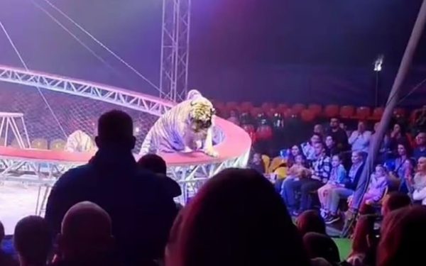 Tigru înfricoșător la circ în Rusia: Copiii au țipat, adulții au fugit